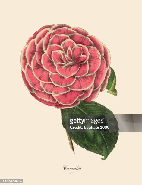 kamelie, rosa camellia pflanze, viktorianischen botanische illustration - camellia bush stock-grafiken, -clipart, -cartoons und -symbole