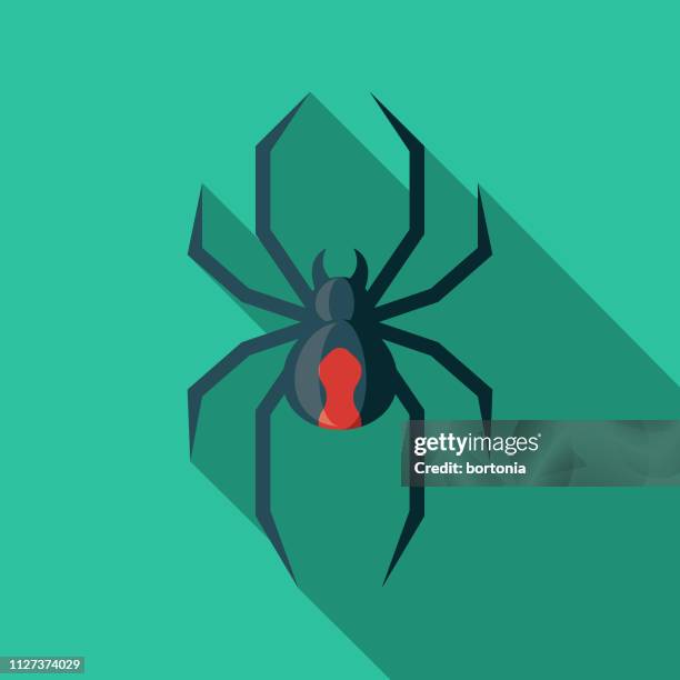 redback spider australia icon - redback spider stock illustrations