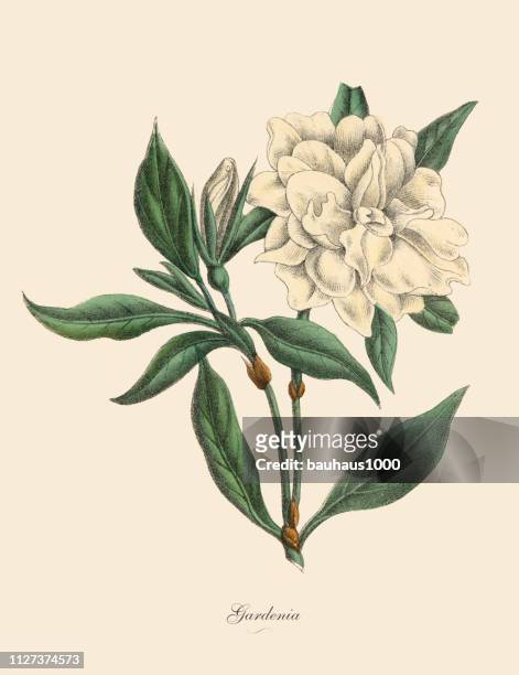 gardenia pflanze, viktorianischen botanische illustration - handcoloriert stock-grafiken, -clipart, -cartoons und -symbole