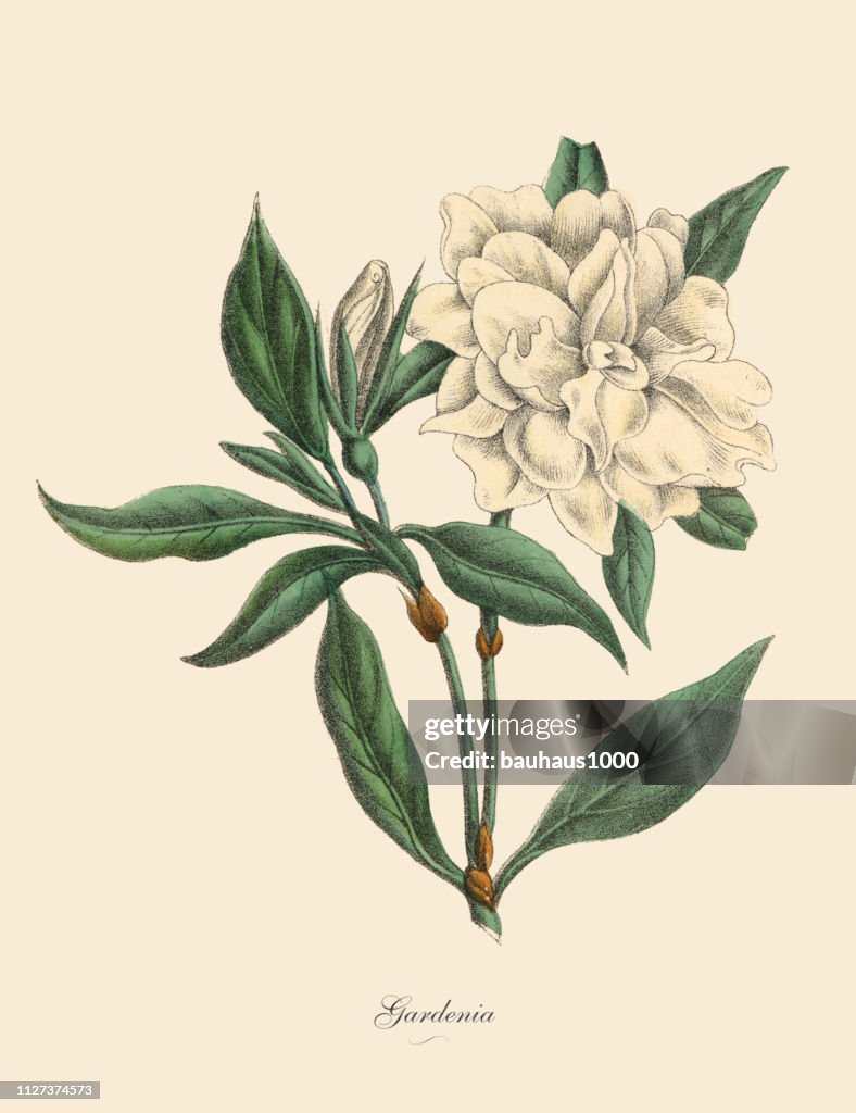 Gardenia Plant, Victorian Botanical Illustration
