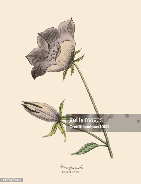 ilustrações, clipart, desenhos animados e ícones de florinda ou planta de bellflower, ilustração botânica vitoriana - campanula liliaceae