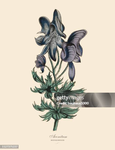 conitum or monkshood plant, victorian botanical illustration - monkshood stock illustrations