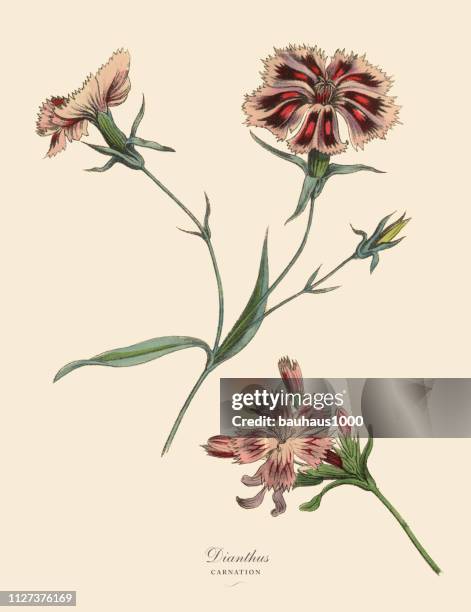 23 Sweet William Flower Illustrations - Getty Images