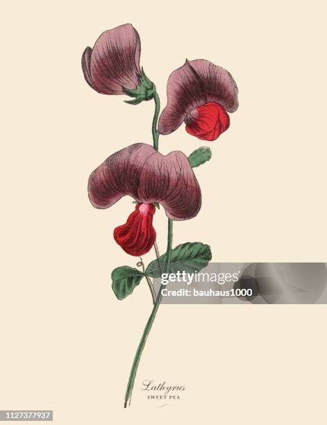 platterbse oder erbse und leguminosen pflanze, viktorianischen botanische illustration - sweet peas stock-grafiken, -clipart, -cartoons und -symbole