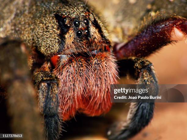 phoneutria nigriventer close-up - brazilian wandering spider stock pictures, royalty-free photos & images