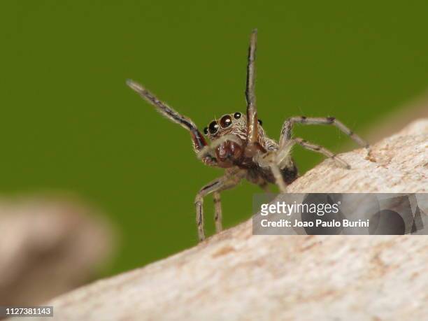 jumping spider macro with legs up - jumping spider stock pictures, royalty-free photos & images
