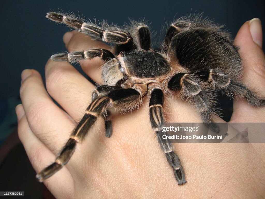 Black Tarantula On Hand High-Res Stock Photo - Getty Images