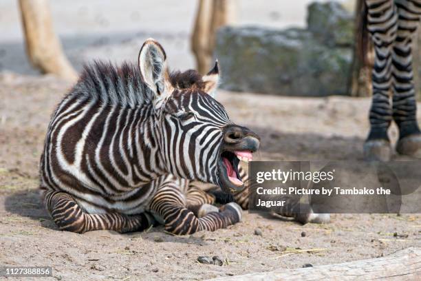 zebra foal with open mouth - veulen stockfoto's en -beelden