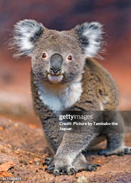 cute koala posing - koala stock-fotos und bilder