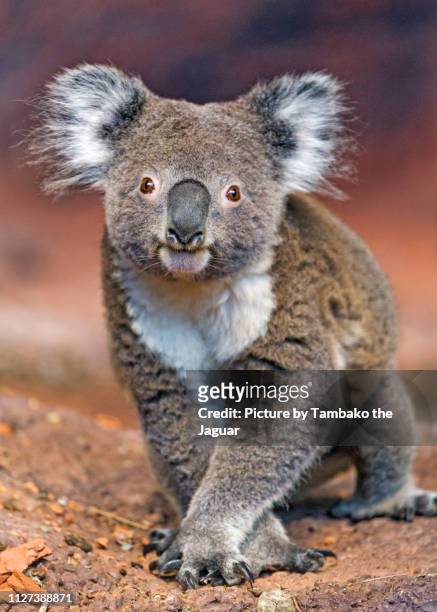 cute koala posing - koala ストックフォトと画像