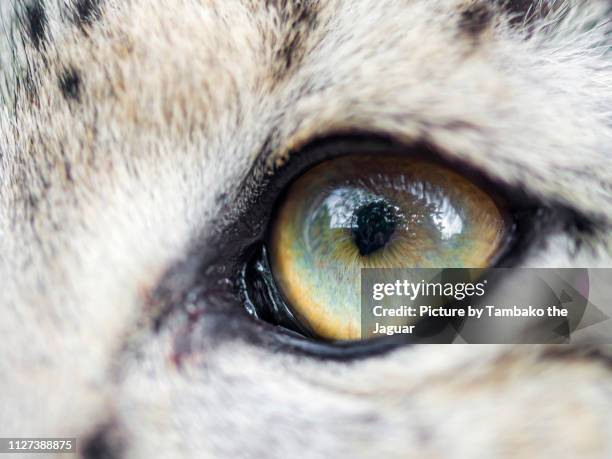 the eye of a snow leopard - snow leopard 個照片及圖片檔