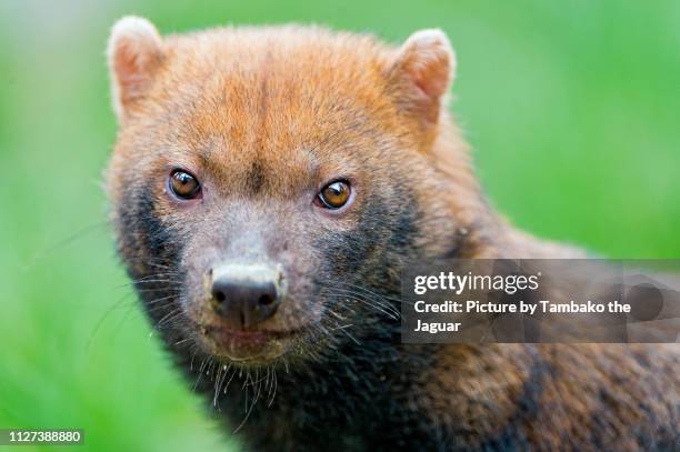 portrait of a bush dog - bush dog stock pictures, royalty-free photos & images