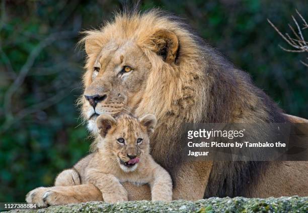 lion dad posing with his cub - cubs fotografías e imágenes de stock