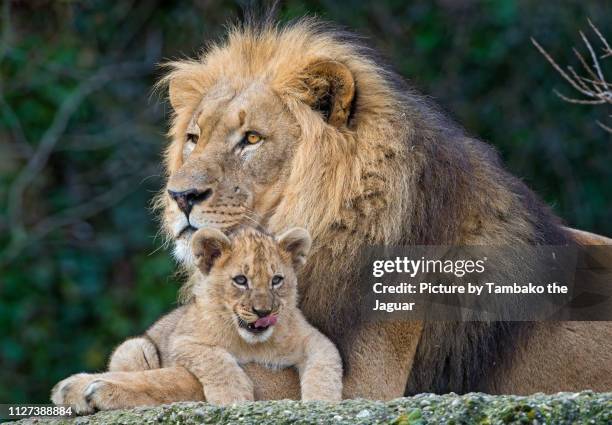 lion dad posing with his cub - mannetjesdier stockfoto's en -beelden