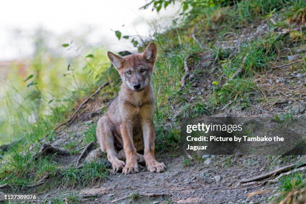 wolf pup sitting - wolf cub stock pictures, royalty-free photos & images