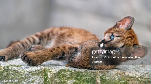 puma cub licking paw - puma stock-fotos und bilder