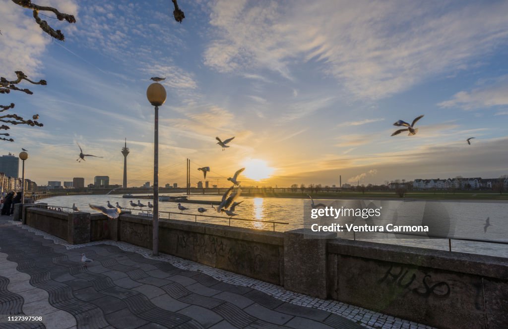 Düsseldorf Rhine Panorama at sunset with flying Seagulls