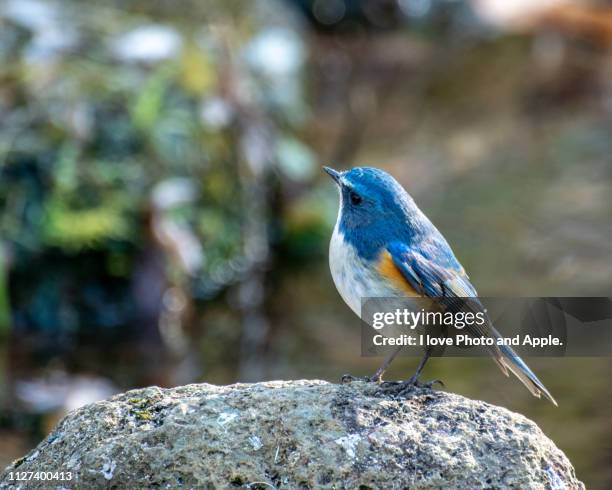 tarsiger cyanurus - 動物の雄 stock pictures, royalty-free photos & images