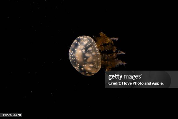 jellyfish - 海中 stockfoto's en -beelden