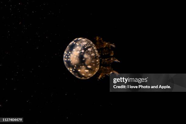 jellyfish - 海中 stockfoto's en -beelden