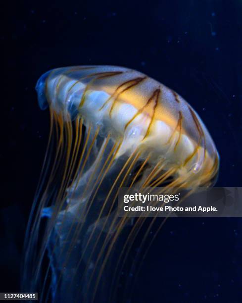 jellyfish - 海中 stock pictures, royalty-free photos & images