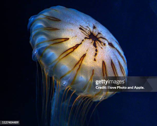 jellyfish - 海洋生物 - fotografias e filmes do acervo