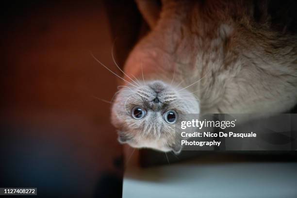 upside down portrait of scottish fold - cat lying down stock pictures, royalty-free photos & images