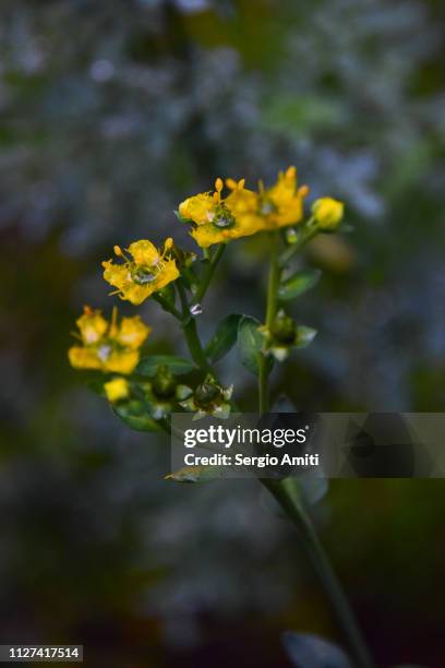 rue plant flowers - ruta graveolens stock pictures, royalty-free photos & images