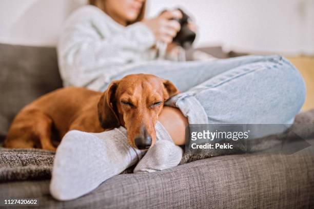 relaxing with her dachshund dog - domestic animals stock pictures, royalty-free photos & images