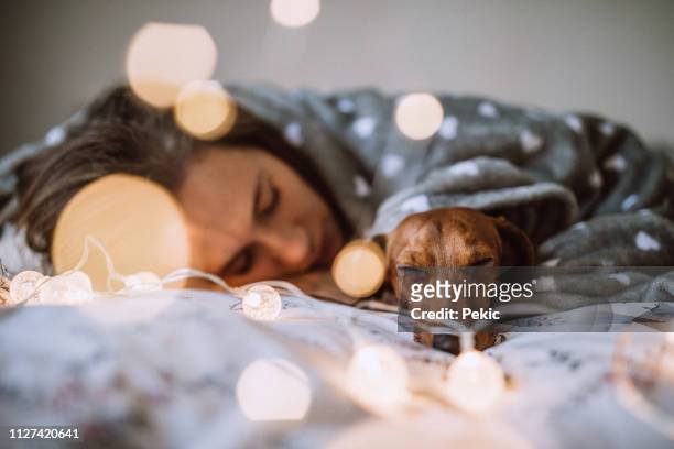 aproveitando a manhã de natal com a bela dachshund em cama - dachshund christmas - fotografias e filmes do acervo