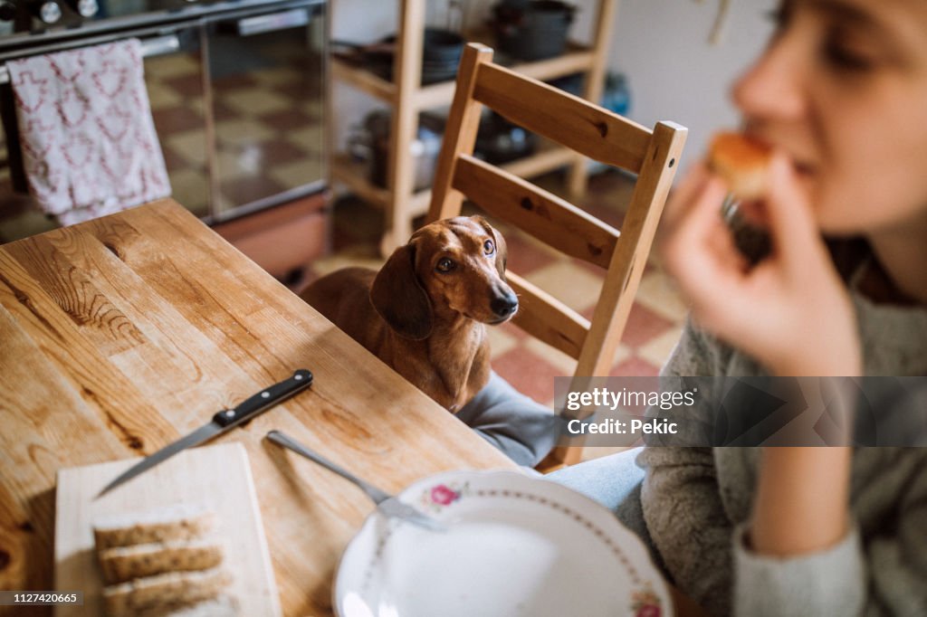 Condividere la sua colazione con il cane bassotto