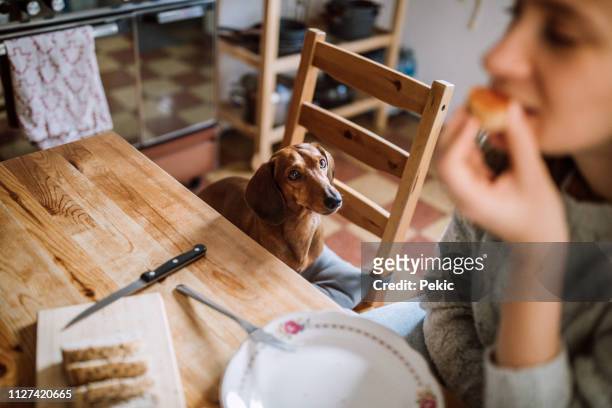 sharing her breakfast with dachshund dog - suplicar imagens e fotografias de stock