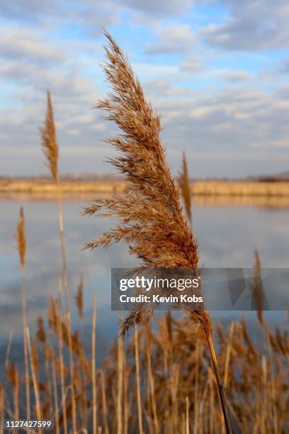 close-up of reed on the island ziegenwerder in frankfurt (oder), brandenburg, germany. - wolkengebilde foto e immagini stock