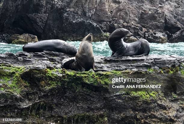 Sea lions bask on rocks on Robinson Crusoe Island, in the Pacific Juan Fernandez Islands, off the coast of Chile, on January 30, 2019. - This divers'...