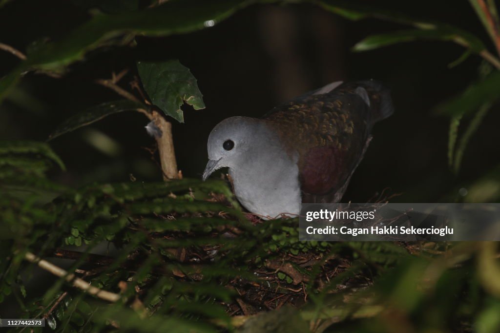 Nesting bronze ground-dove, Alopecoenas beccarii