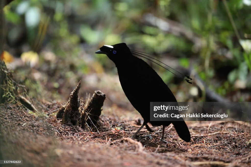 Male Western Parotia, Parotia sefilata, displaying at his lek