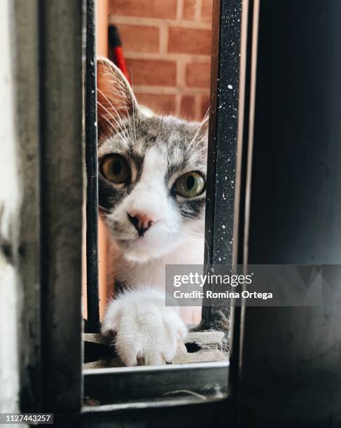 cat portrait looking out the window - gato doméstico stock-fotos und bilder