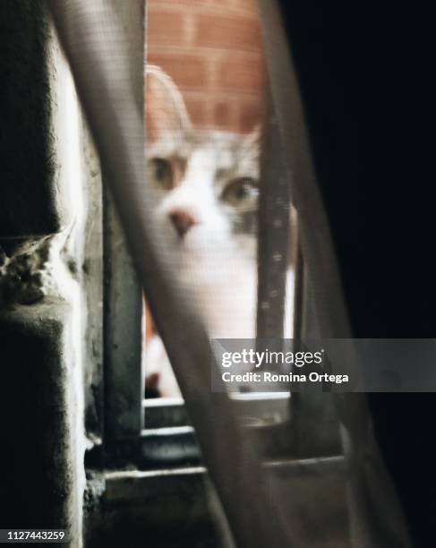 cat portrait looking out the window - gato doméstico stock-fotos und bilder