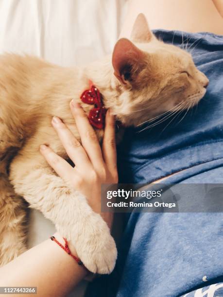 cat sleeping on human - acostado imagens e fotografias de stock