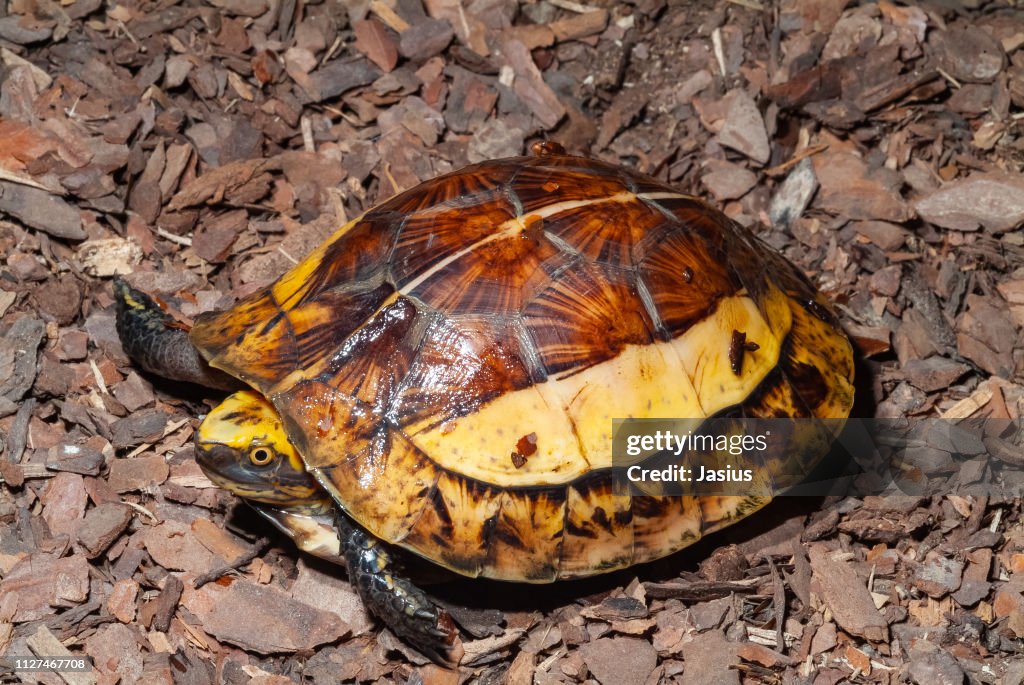 Cuora galbinifrons – Indochinese box turtle