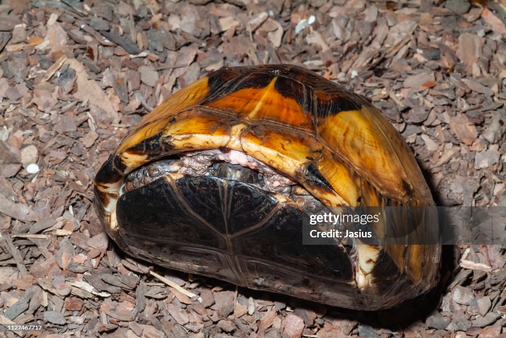 Cuora galbinifrons – Indochinese box turtle