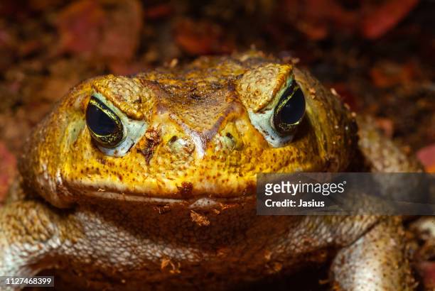 rhinella marina – cane toad - cane toad fotografías e imágenes de stock