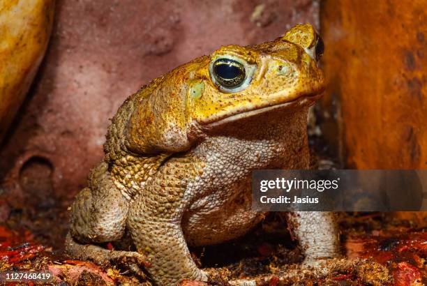 rhinella marina – cane toad - giant frog stock pictures, royalty-free photos & images
