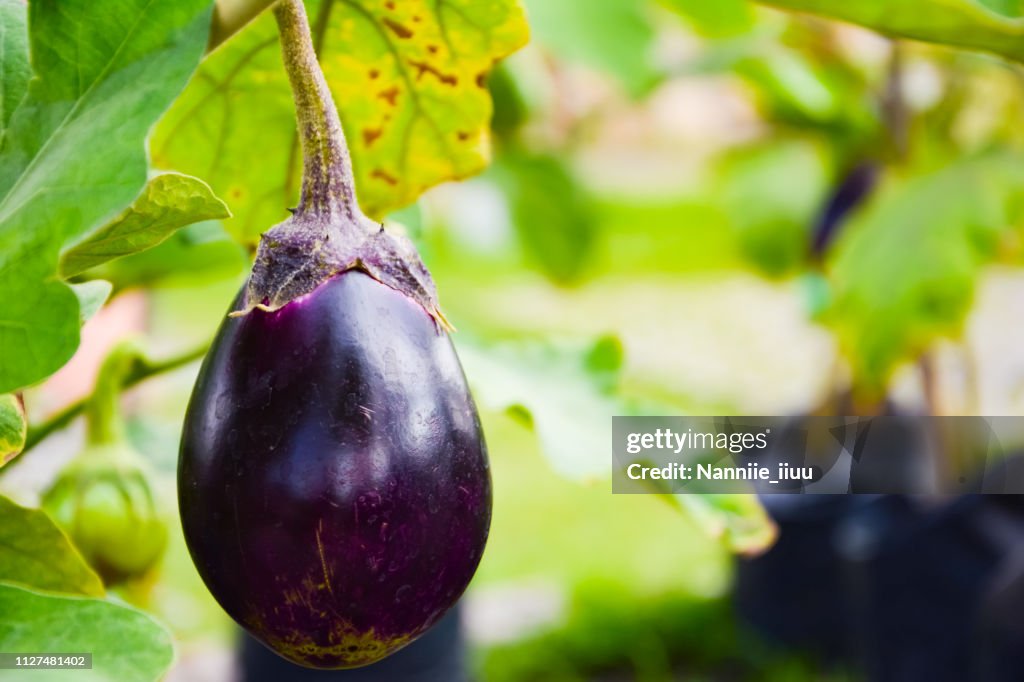 Purple Eggplant or Brinjal or Aubergine or Garden egg or Guinea squash or Solanum melongena were planted on the ground
