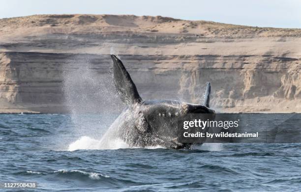 breaching southern right whale, during the calving and mating season for these whales, valdes peninsula, argentina. - セミクジラ科 ストックフォトと画像