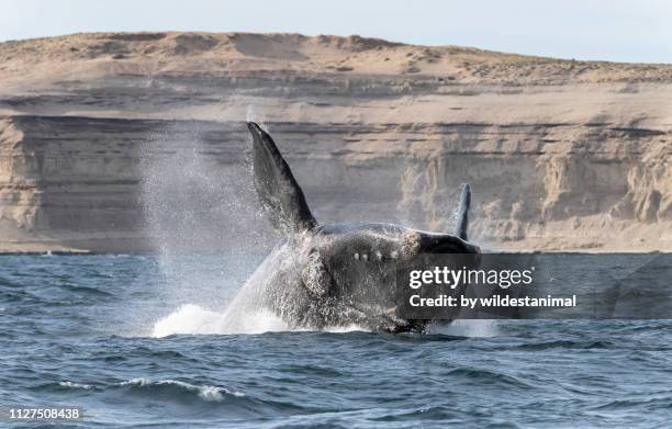 breaching southern right whale, during the calving and mating season for these whales, valdes peninsula, argentina. - right whale stock pictures, royalty-free photos & images