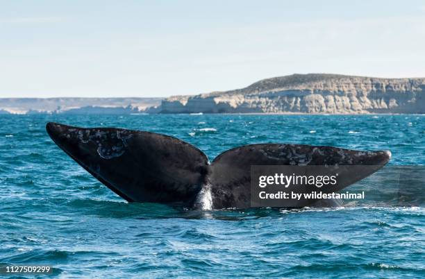 southern right whale tail sailing during the calving and mating season for these whales, valdes peninsula, argentina. - southern right whale stock pictures, royalty-free photos & images