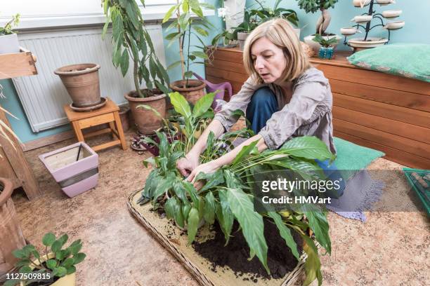 mujer teniendo cuidado de espatifilo (spathiphyllum) - lili gentle fotografías e imágenes de stock