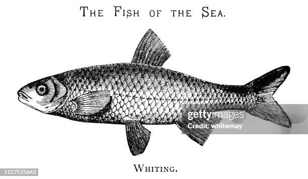 ilustrações, clipart, desenhos animados e ícones de os peixes do mar - badejo - escama de animal
