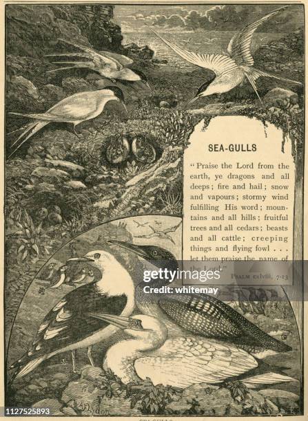 victorian border with seagulls surrounding a psalm - victorian border stock illustrations